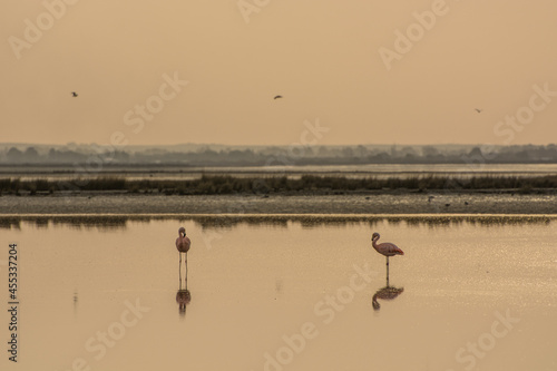 Fototapeta Aves Playeras