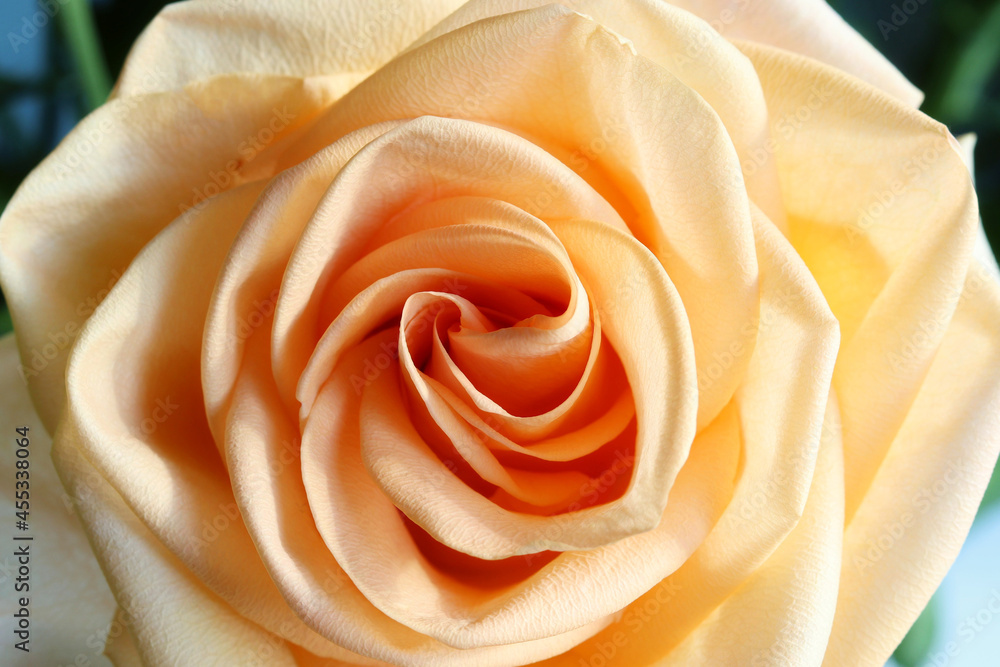 Rose of scarlet color close-up, wallpaper Rose of scarlet color close-up, wallpaper