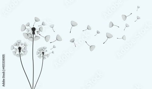 Fototapeta Naklejka Na Ścianę i Meble -  airy fading white dandelion. flat vector illustration