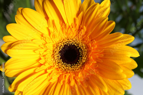 Yellow gerbera  a bright colorful flower close-up
