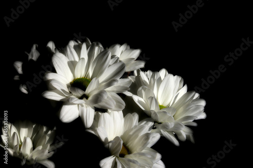 White flowers on a black background