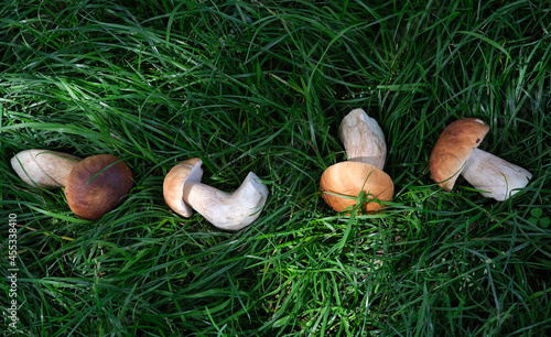 Porcini mushrooms in green grass. Mushroom season.