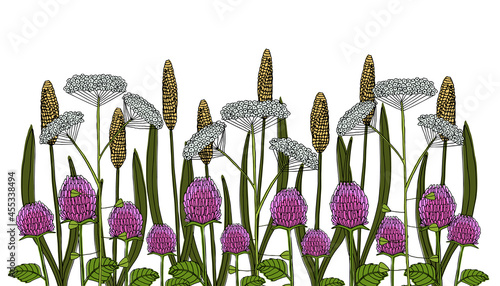 Botanical illustration: Northern wildflowers and herbs. A vector image.