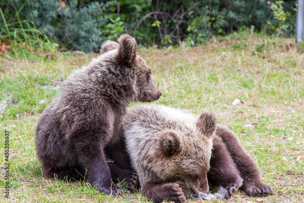 Young wild bears by the road in Romania Young wild bears by the road in Romania