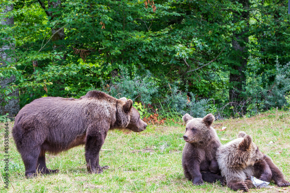 Bears on the Transfagarasan in Romania Bears on the Transfagarasan in Romania