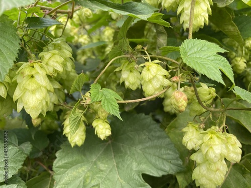 hops bumps on a branch