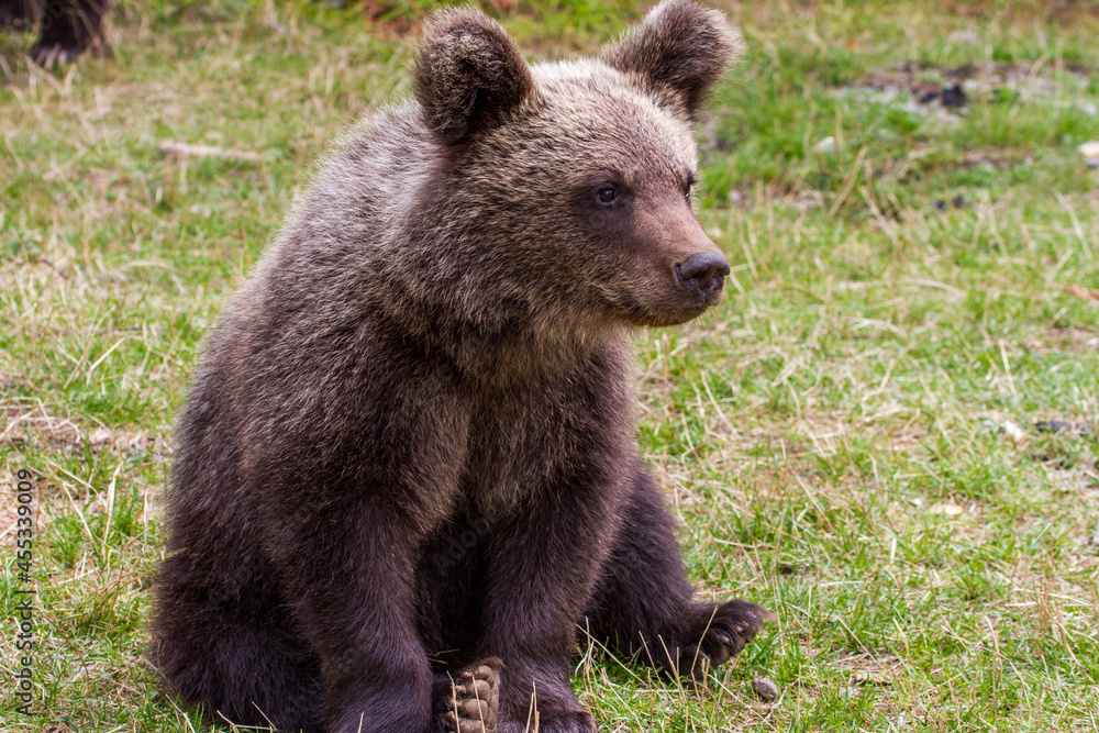 Young bear