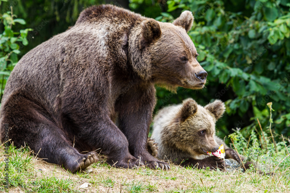 She-bear with cubs on a road in Romania She-bear with cubs on a road in Romania