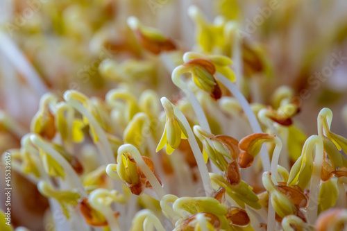 Watercress micro green sprouts, salad, healthy food concept. Selective focus photo