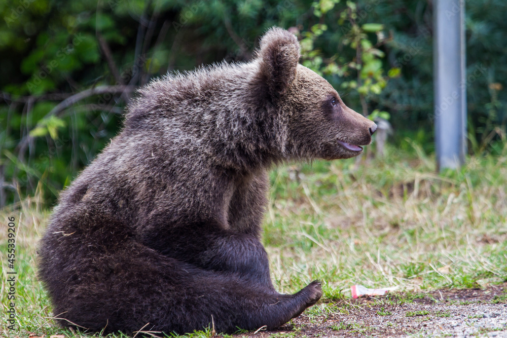Bear on a road in Romania Bear on a road in Romania