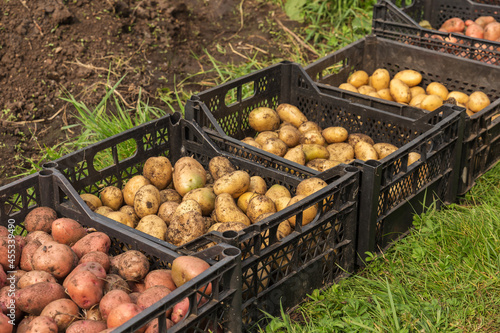 Fresh raw potatoes in plastic boxes. Harvesting potatoes.