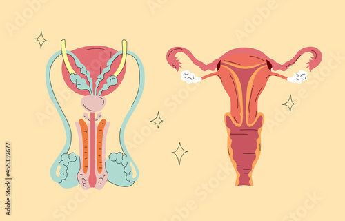 Human Reproductive Organs