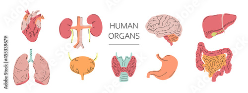 Human Internal Organs Vector Set