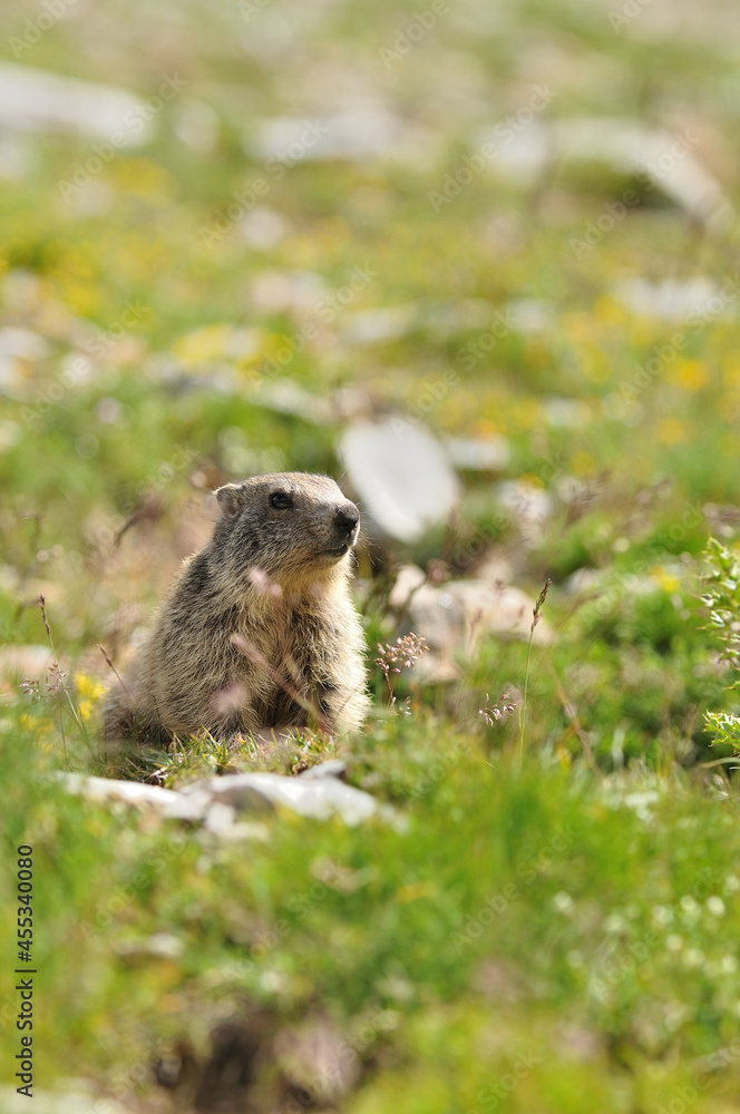 Marmottes Marmottes