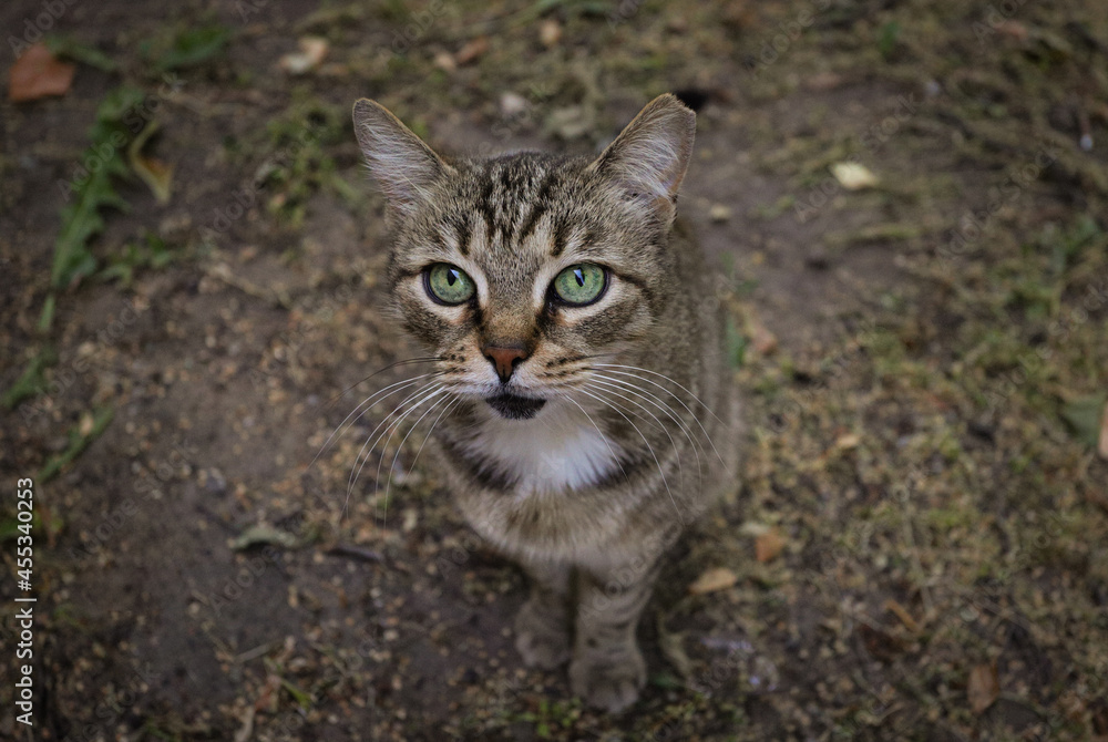 beautiful gray street cat with green eyes