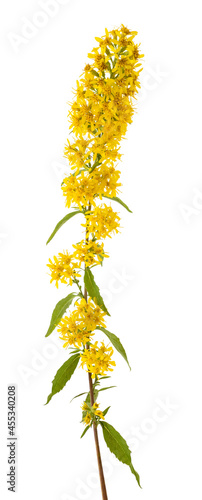 Valokuva European goldenrod flowers