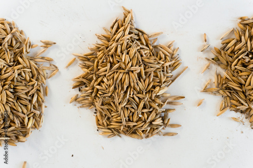 Top view closeup of oat piles on white background 