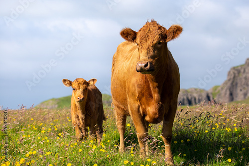 Fototapete Two Icelandic cows