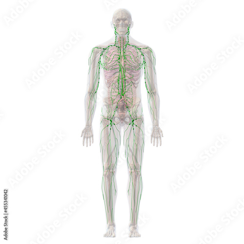Lymphatic System with Skeletal and Internal Organ Anatomy, Full Body Front View on White Background	 photo