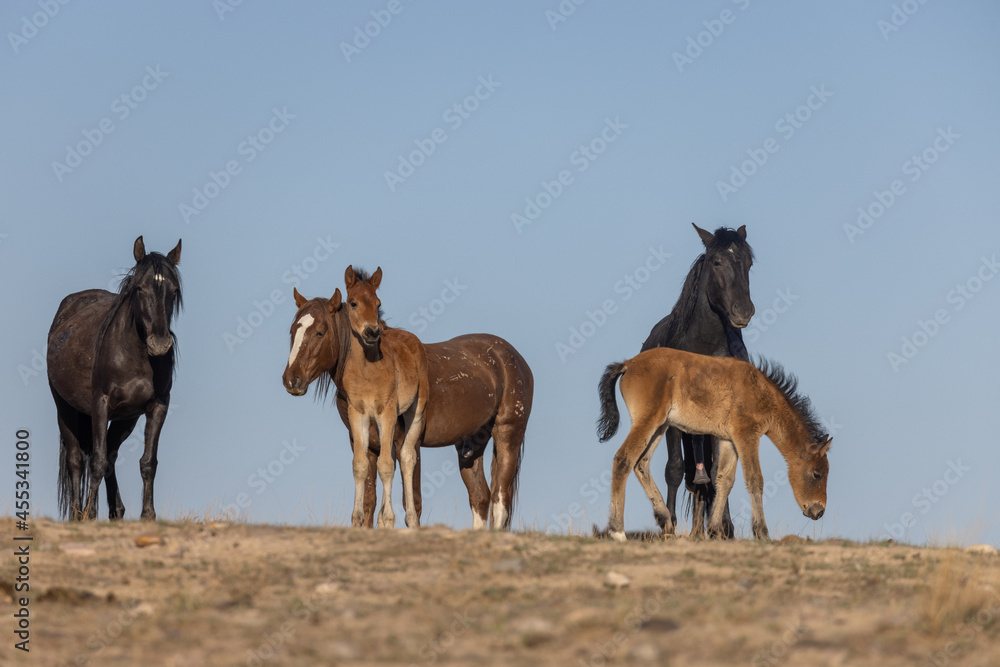 Fototapeta premium Herd of Wild Horses in the Utah Desert