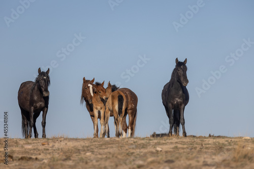 Fototapeta Naklejka Na Ścianę i Meble -  Herd of Wild Horses in the Utah Desert