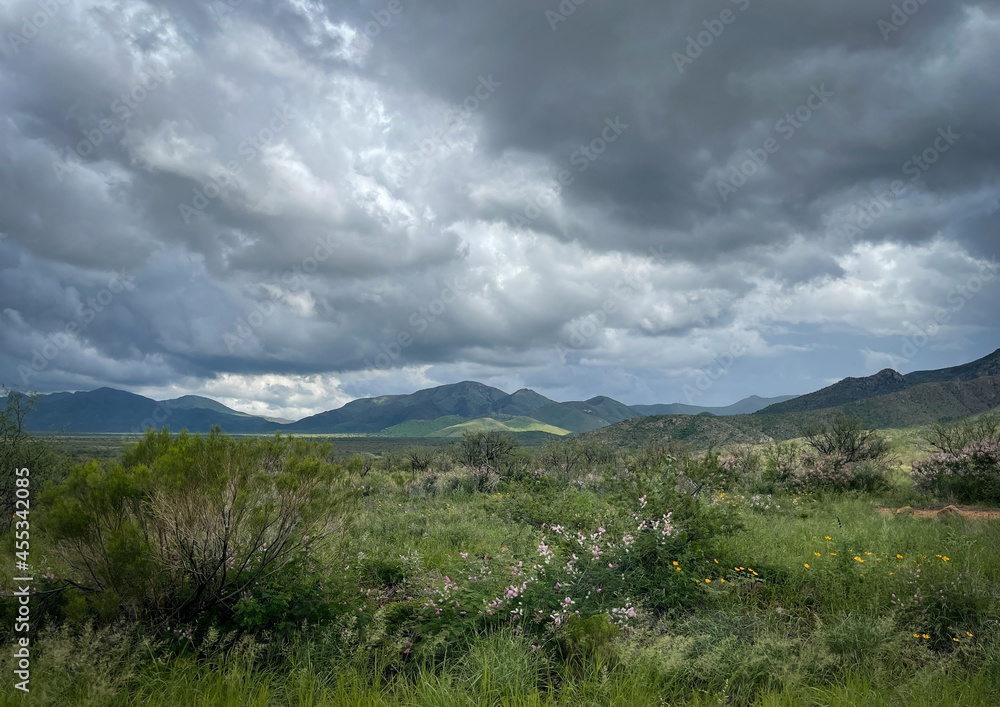 beautiful Arizona landscape with wildflowers during monsoon season beautiful Arizona landscape with wildflowers during monsoon season