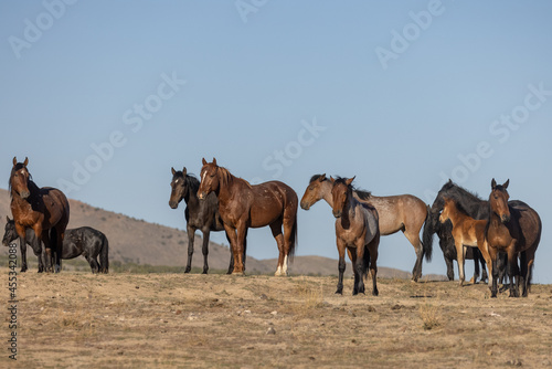 Herd of Wild Horses in the Utah Desert © natureguy