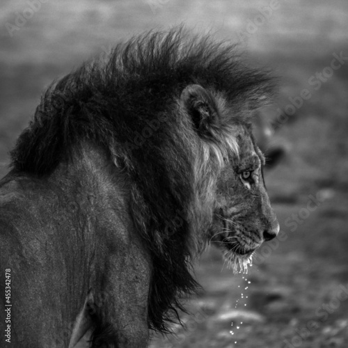 Big male African lion Panthera leo drinking water, Kalahari, Namibia