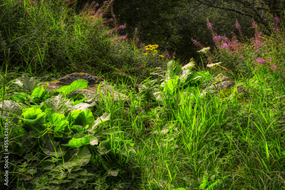 Fototapeta premium green moss on the ground