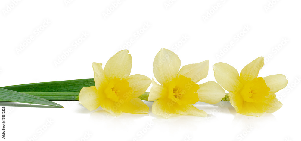 Fototapeta premium Narcissus isolated on a white background