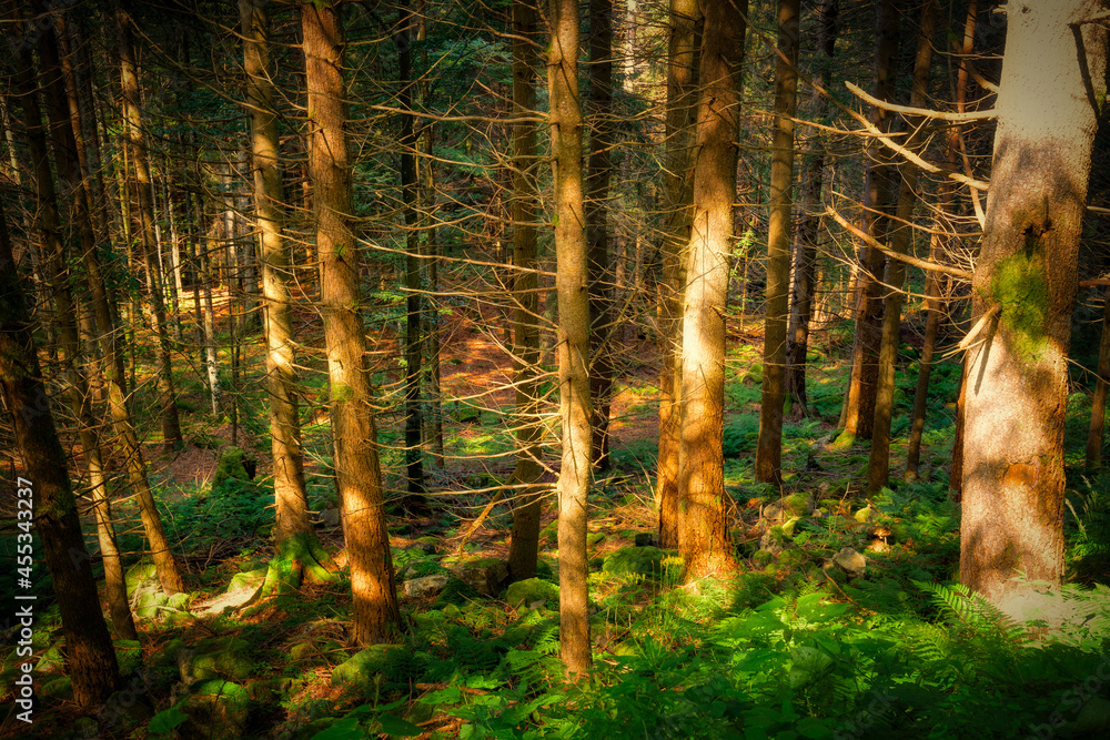 Obraz premium forest in the morning