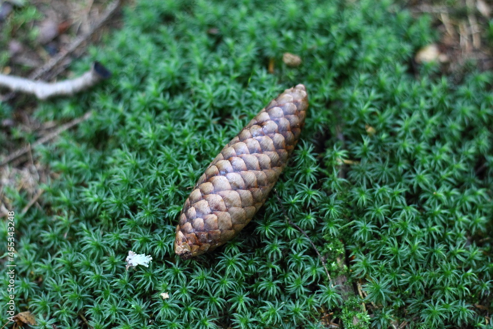 pine cone on the ground