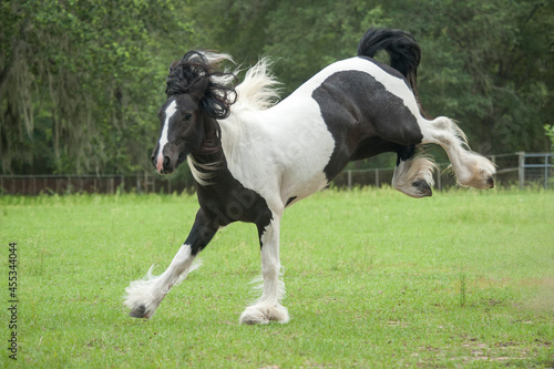 Gypsy Vanner horse kicks and bucks in energetic play