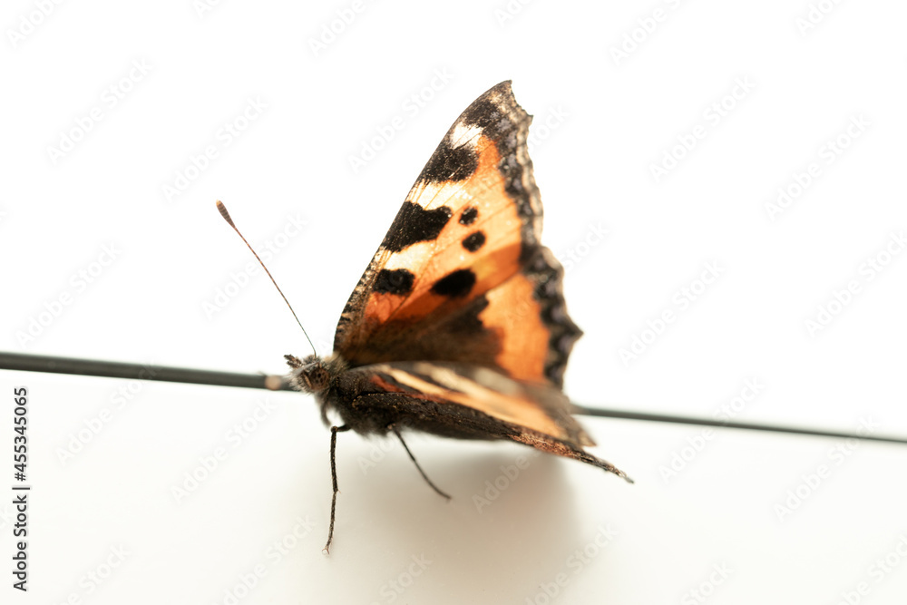 custom made wallpaper toronto digitalOrange butterfly from side