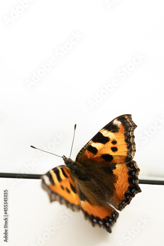 Wallpaper Mural Orange butterfly looking through the window Torontodigital.ca