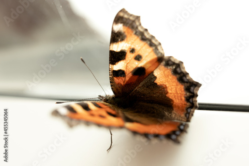 Wallpaper Mural Close-up of an orange butterfly in a window Torontodigital.ca