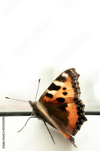 Wallpaper Mural Orange butterfly looking out the window Torontodigital.ca