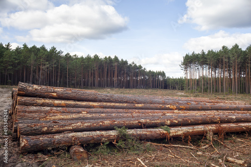 Pozyskiwanie drewna sosnowego przez wycinkę lasu gospodarczego