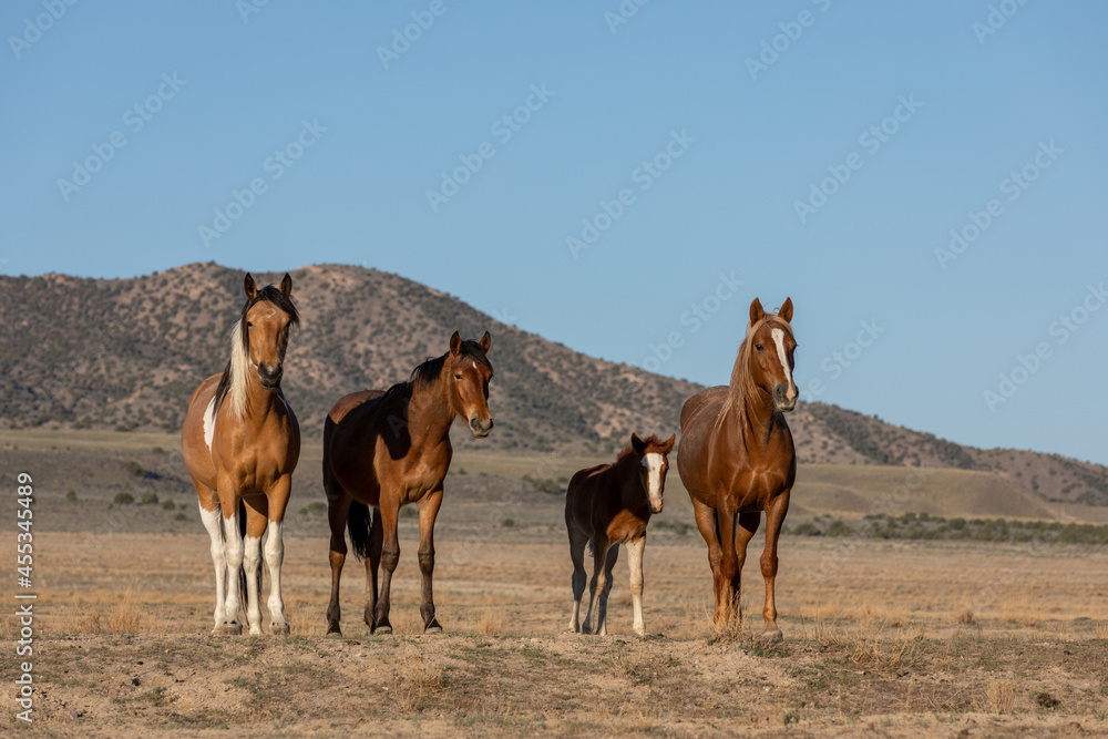 Herd of Wild Horses in the Utah Desert Herd of Wild Horses in the Utah Desert