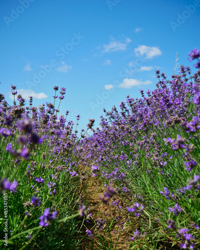 Summer landscape, path through lavender field