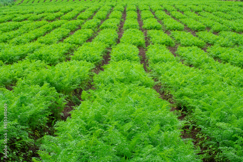 carrot garden background in the hills carrot garden background in the hills