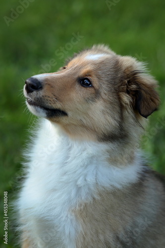 sheltie_011