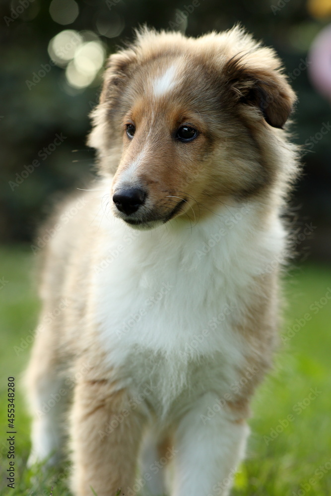 sheltie_008 sheltie_008