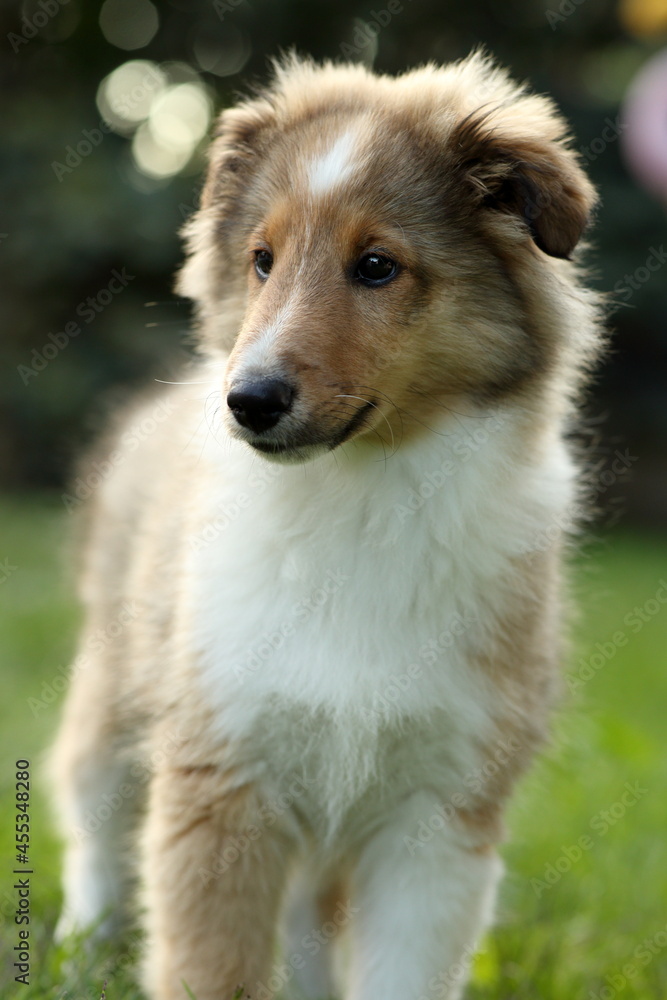 sheltie_008