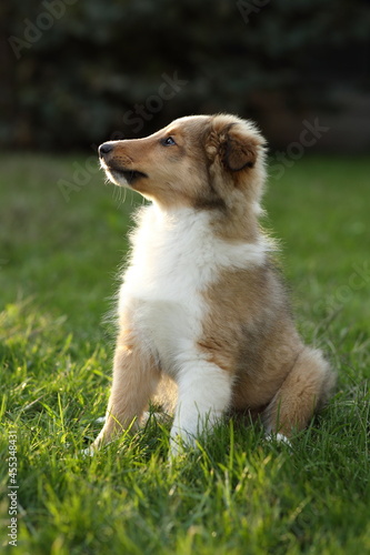 sheltie_006