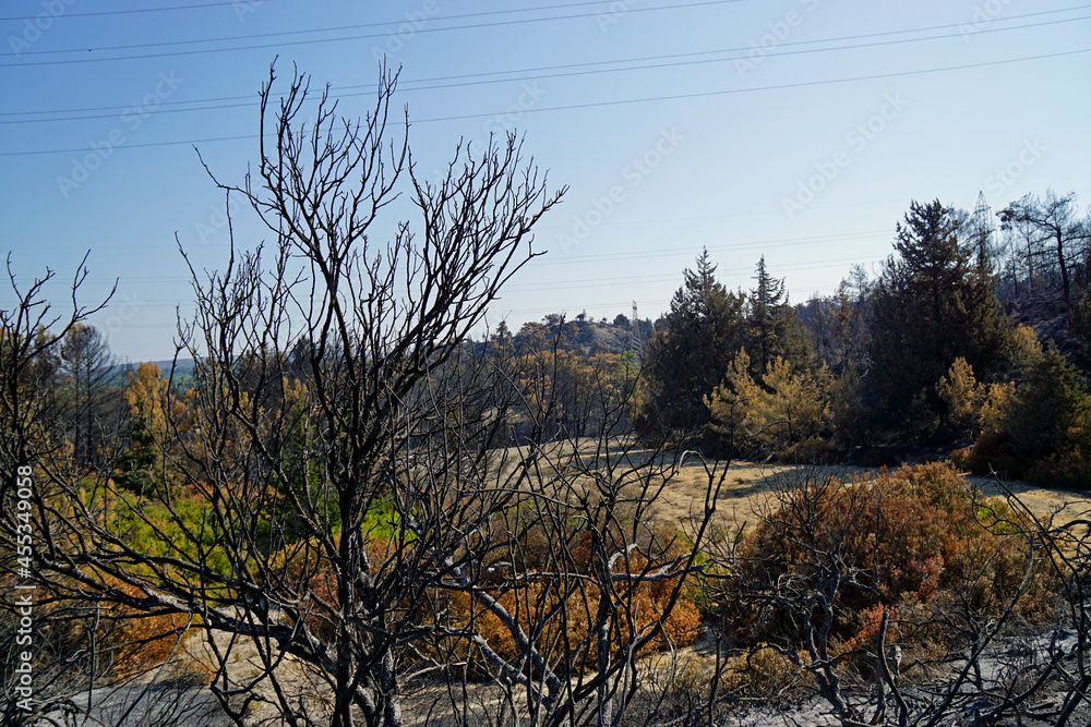 scorched landscape on rhodes island after forest fire scorched landscape on rhodes island after forest fire