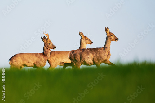 Roe deer male,female and fawn on a field ( Capreolus capreolus ). European roe 