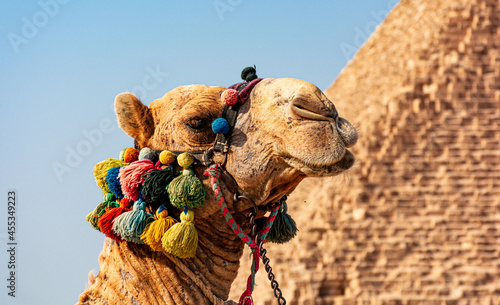 Egypt, camels among the sands of the Giza valley photo