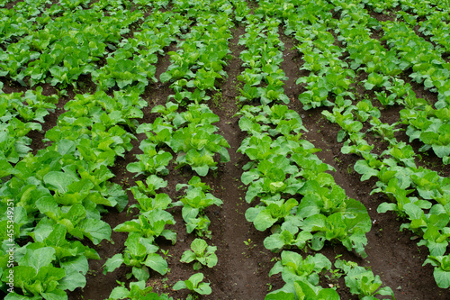 green cabbage plantation with mountain land. 