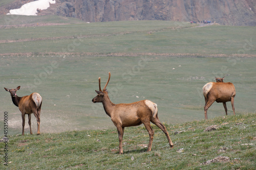 Male elks and their fuzzy antlers mid summer in the alpine basins of Rocky Mountain National Park